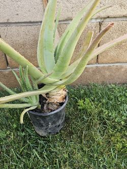 Aloe Vera Plant