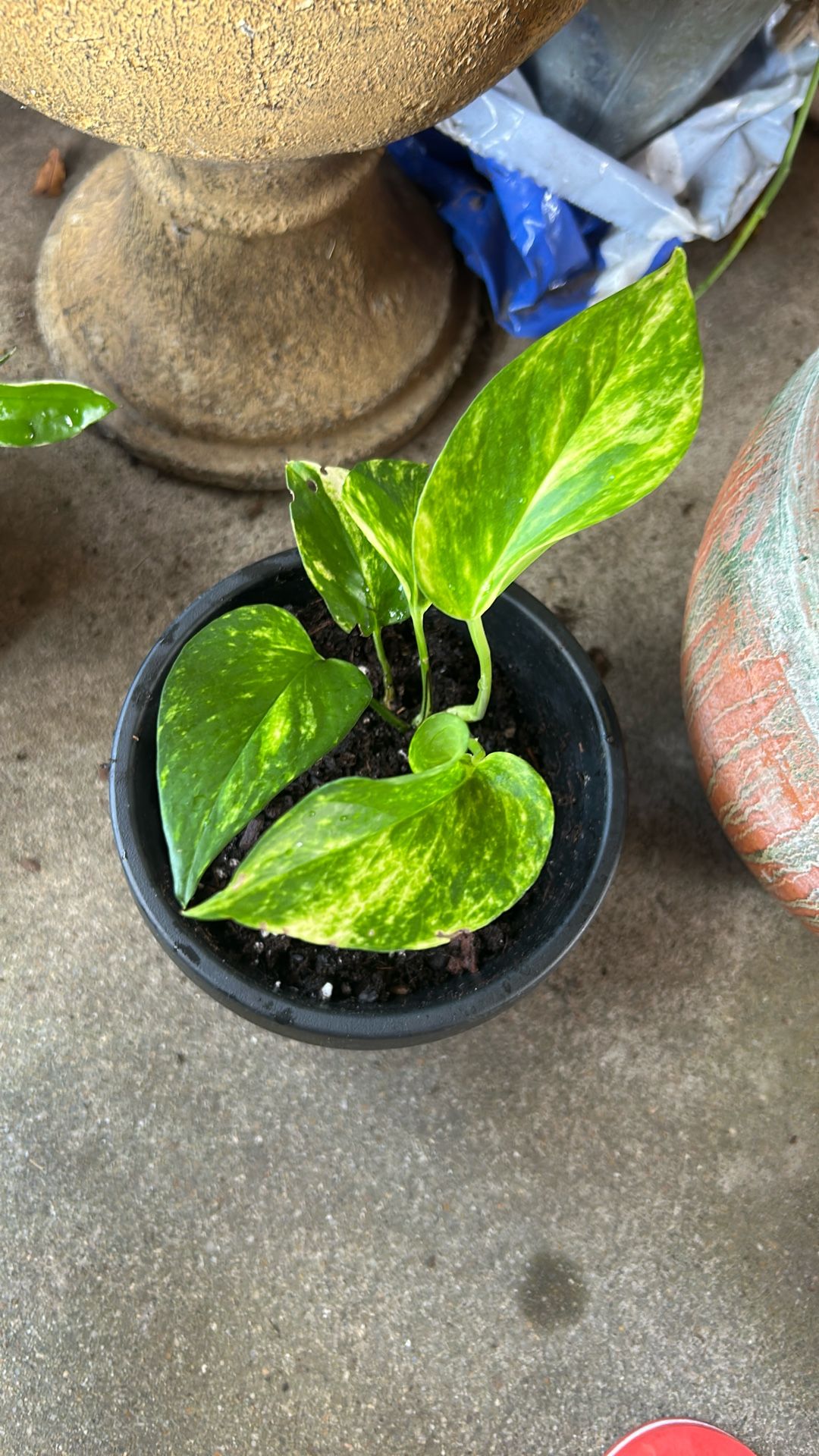 Plants 