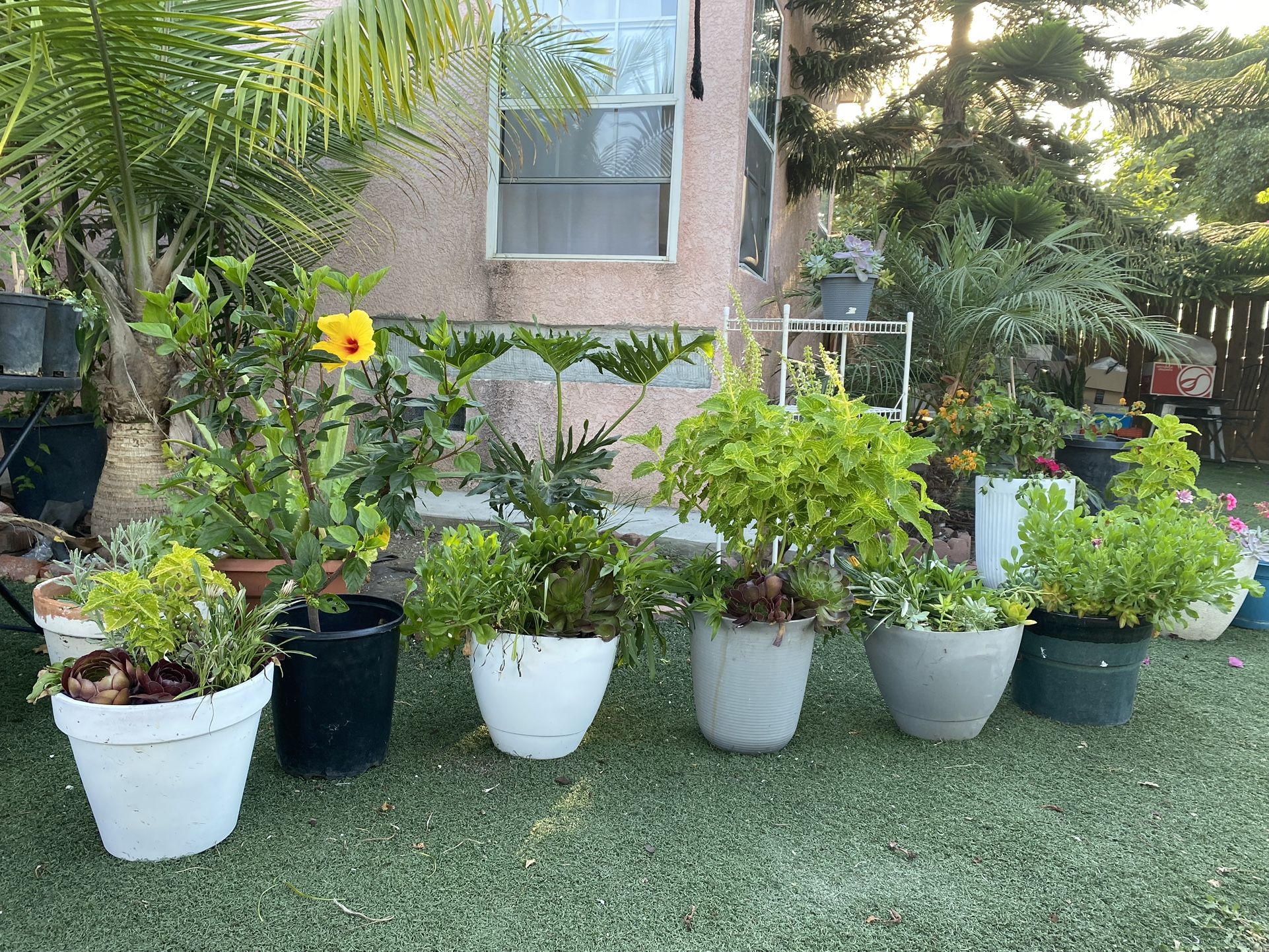 Plants