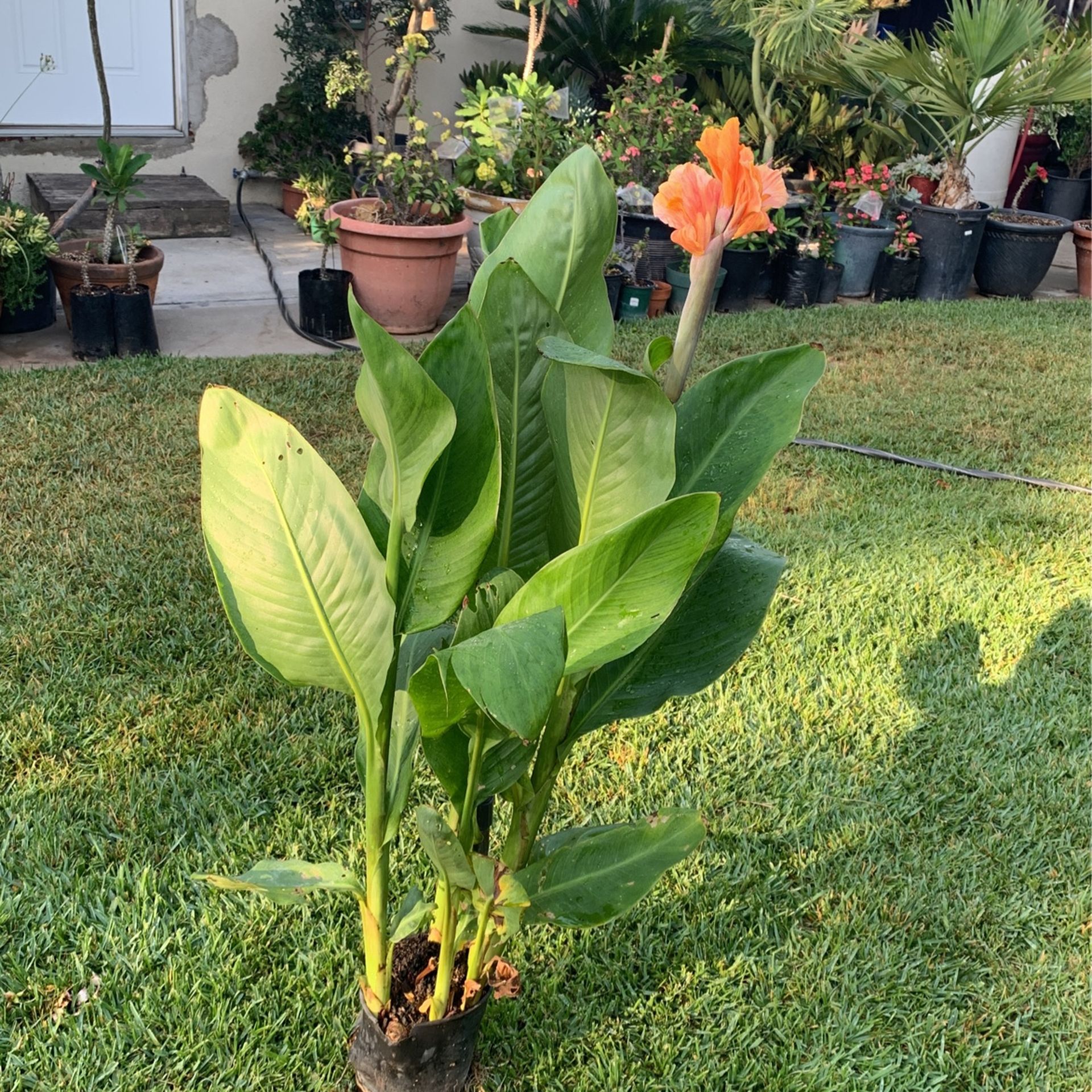 planta de Coyol matizado