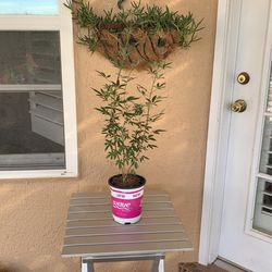 Purple Vitex Tree Santa Teresa