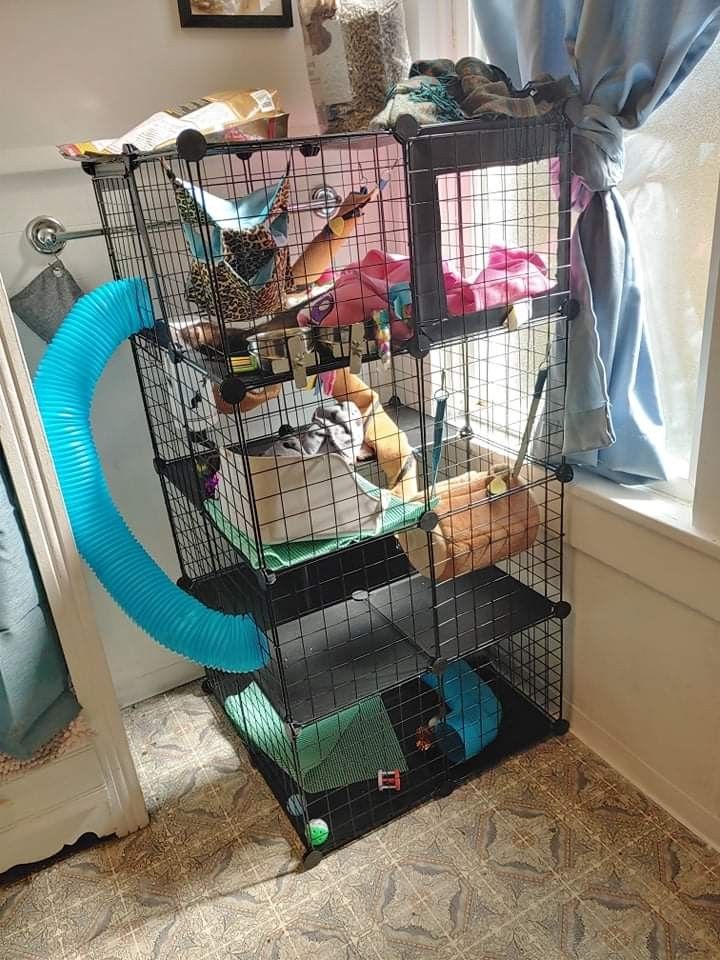 Ferret Cage Set Up And Supplies