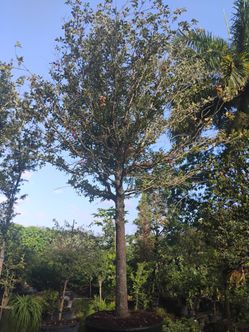 Oak Trees 16-18'ft🌳7-8"In. caliper $2500