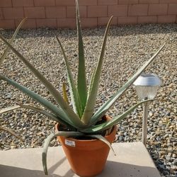Healthy Aloe Vera Plants