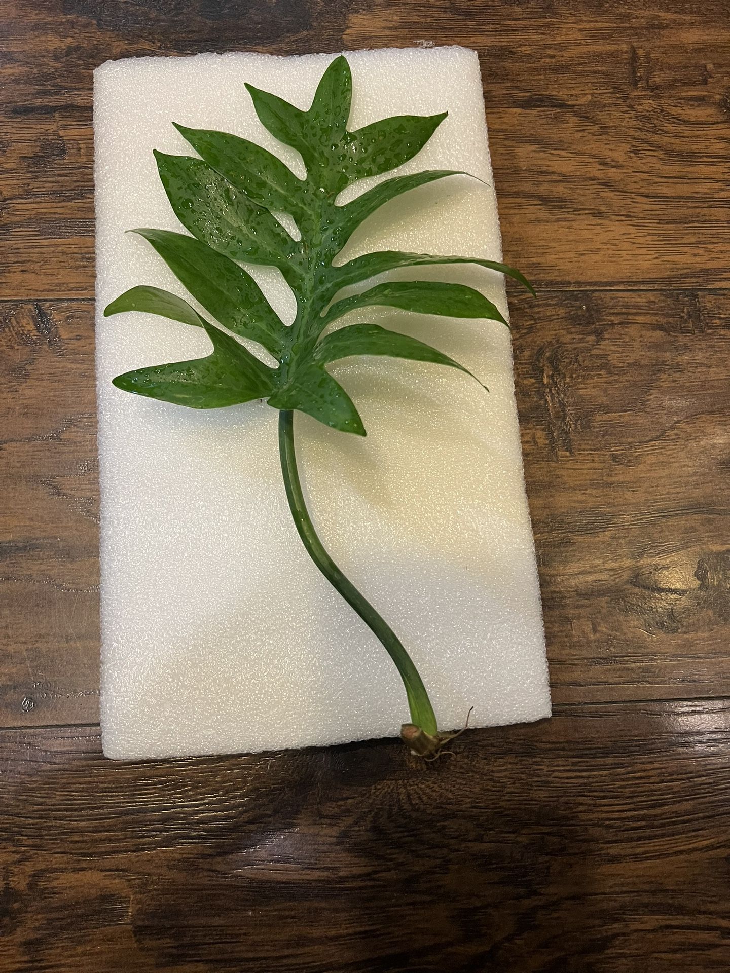 Philodendron Distantilobum Plant Cutting (pls Read Description Below)