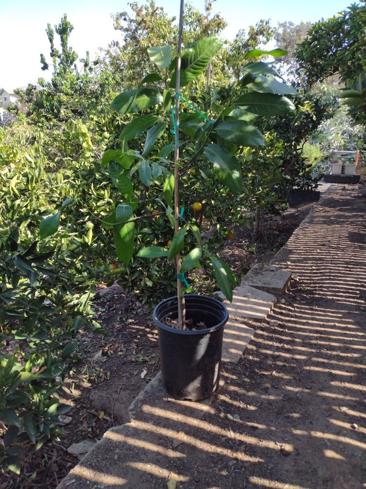Black Sapote Fruit Tree