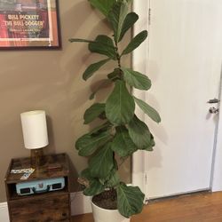 Fiddle Head Fig 7 Foot Tall