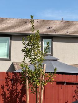 🌿 Bay Laurel Plant (Laurus nobilis)