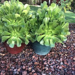 Beautiful Succulent In Pot