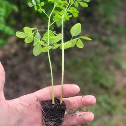 Moringa Seedling With Free Seeds 6-15" Organic Pkm1 