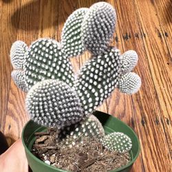 Mickey Mouse Cactus Plant