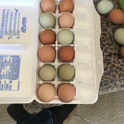 Chicken Fresh Eggs Daily /Not Fertilized 