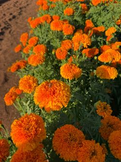 Marigolds/ cempasúchiles