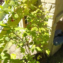 Well Established Raspberry Bushes With Berries Perennial Plants.