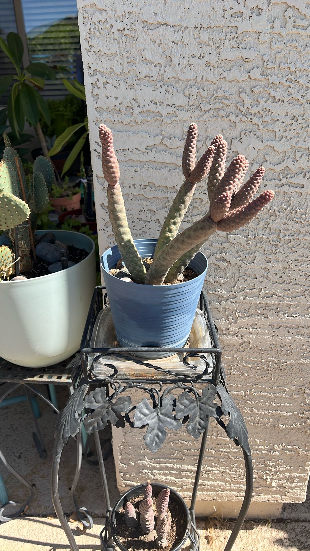 PINE. CONE. SUCCULENT