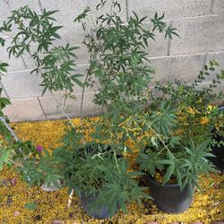 5 Gal Vitex Tree