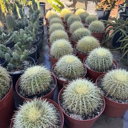 Golden Barrel Cactus 