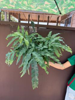 8” blue star fern