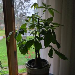 Chinese Money Tree Plant. 15 Inches tall..Kent,Oh