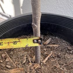 5 Tree Cherimoya  Tree ( Dr White)