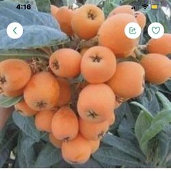 Fresh Organic Loquat 