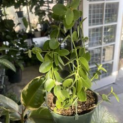 Hoya Cumingiana Plant