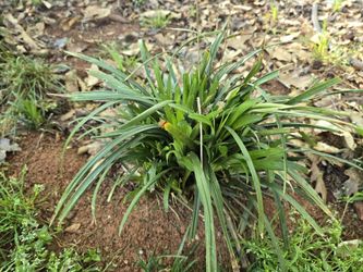 Solid Green Monkey Grass