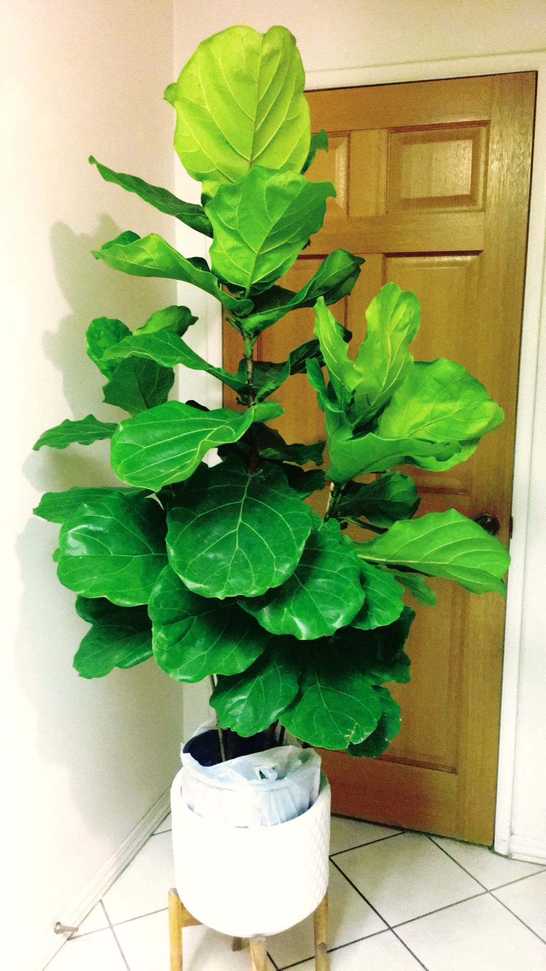 Fiddle Leaf Fig Plants - Over 5 Feet High Tall Plant - Planter Not Included