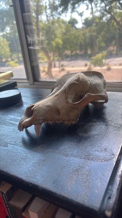 Coyote skull