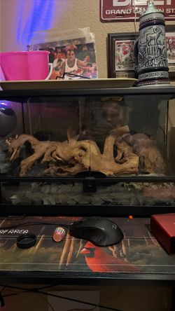 Reptile aquarium or bugs