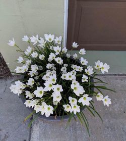 Rain Lily Bulbs, Zephyranthes Over 20+ Live Bulbs