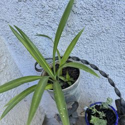 Planta 