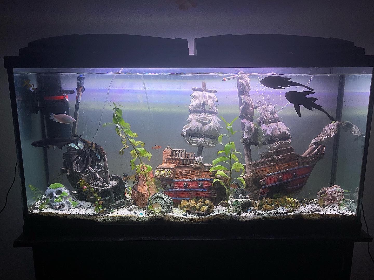 Custom Aquascapes! Custom Aquariums! Read Description Message For More