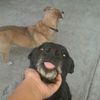 Mireya