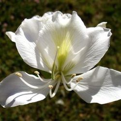 White Hong Kong Orchid Trees