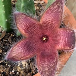 Cactus Estrella Starfish Cactus Live Plant - Planta Tropical- 4 inch pot
