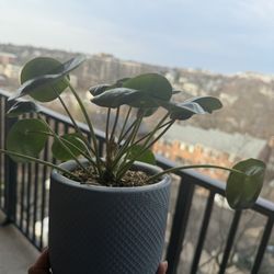 Pilea Peperomia, Chinese Money Plant, UFO Plant