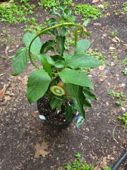 Kiwi 🥝 🥝  Plant