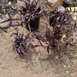 Purple Wandering Jew Outdoor 