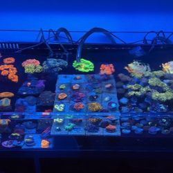 Reef Tank