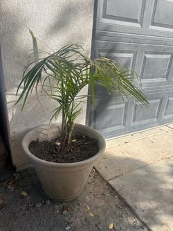 Palm with pot 3ft- 4ft