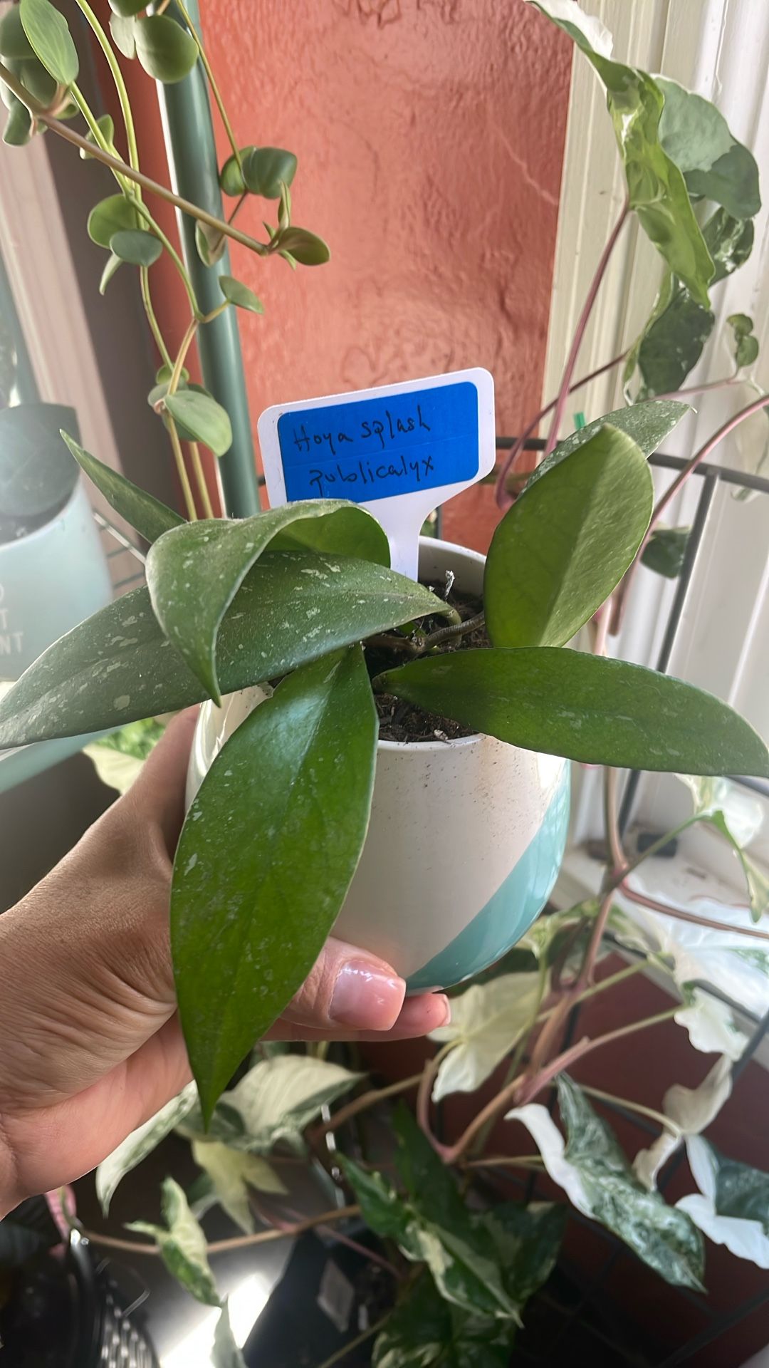 Indoor Plants
