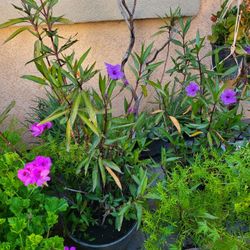 Mexican Petunia Big Pots $20, Smaller $10