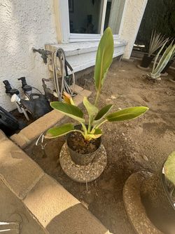 Best offer Bird Of Paradise Plant