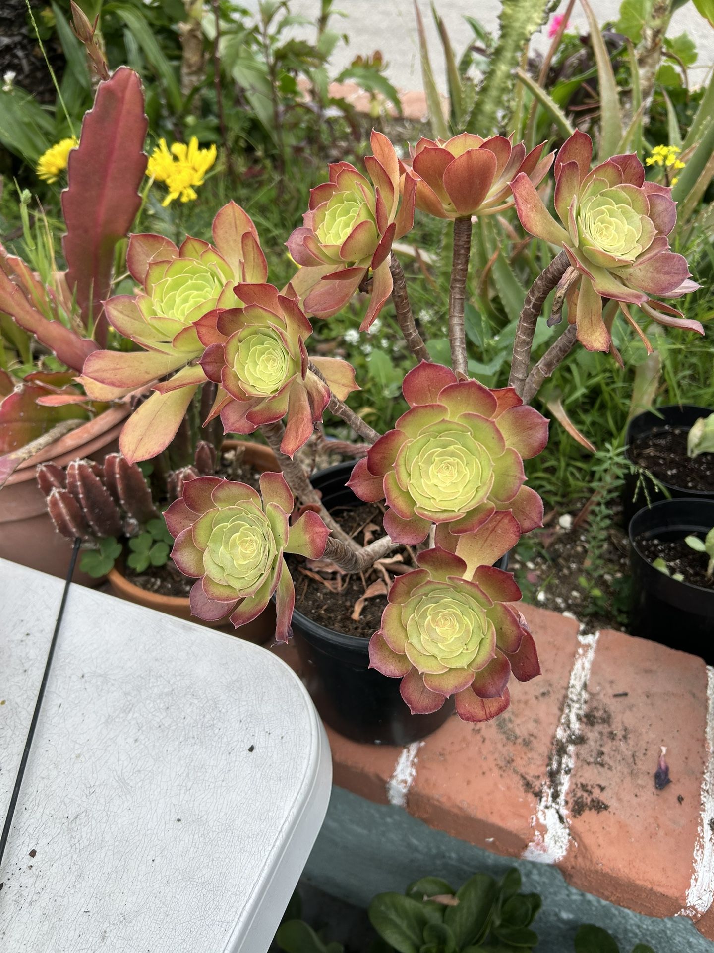 Una Succulents