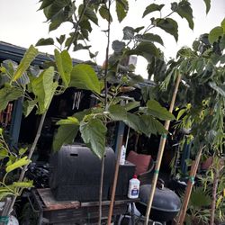 Fruiting Mulberry Trees