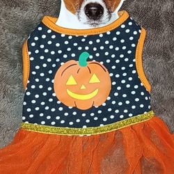 Halloween Dog 🐶🐕 Clothing