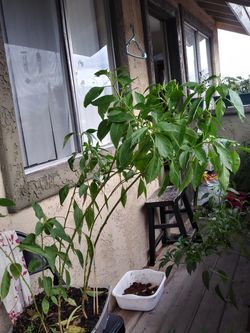 Green chilli plant