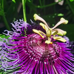 Purple Passion Vines Only 5 Ready