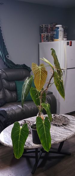 melanochrysum cuttings 